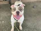 Adopt ROLLIE a Staffordshire Bull Terrier, Mixed Breed