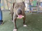 Adopt SNICKERDOODLE a Pit Bull Terrier