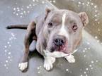 Adopt PANCHO a Pit Bull Terrier