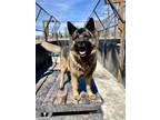 Adopt KOBA a Akita, German Shepherd Dog