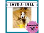 Adopt EASTON a Australian Shepherd, Pit Bull Terrier