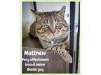 Adopt Matthew (FCID# 02/26/2024 - 5 Trainer) C a Tabby