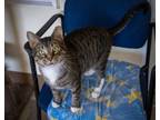 Adopt Oliver (FCID# 02/28/2024 - 900 Trainer) a Tabby, Tuxedo