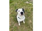 Adopt Ace a American Staffordshire Terrier
