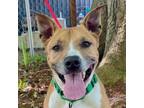 Adopt Sawyer a Pit Bull Terrier