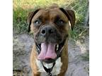 Adopt Allman a Boxer