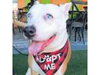 Adopt Sinatra a Catahoula Leopard Dog, Mixed Breed