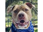 Adopt Watson a American Staffordshire Terrier