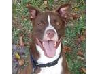 Adopt Tucker 2 a Pit Bull Terrier