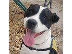 Adopt Drax a Mixed Breed