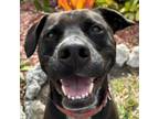 Adopt Marvel a Catahoula Leopard Dog