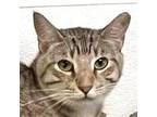 Adopt Rafiki a Domestic Short Hair