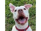 Adopt Dex a Pit Bull Terrier