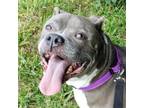 Adopt Rocko a Pit Bull Terrier