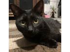 Adopt Wybie a Domestic Short Hair