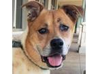 Adopt Kricket a Catahoula Leopard Dog, Mixed Breed