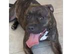 Adopt Shadow a Pit Bull Terrier