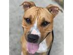 Adopt Attila a Pit Bull Terrier