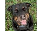 Adopt Ronnie a Rottweiler