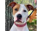 Adopt Brew a Pit Bull Terrier
