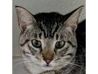 Adopt Zazu a Domestic Short Hair