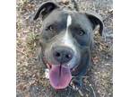 Adopt Handsome a Pit Bull Terrier, Mixed Breed