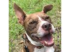 Adopt Blaze a Pit Bull Terrier, Mixed Breed