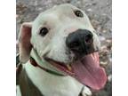 Adopt Andi a Pit Bull Terrier, Mixed Breed