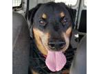 Adopt Bruiser a Rottweiler