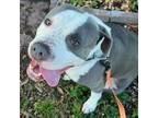 Adopt Miller a Staffordshire Bull Terrier, Pit Bull Terrier