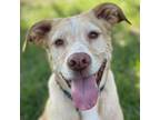 Adopt Bernie a Yellow Labrador Retriever, Mixed Breed