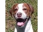 Adopt Rockett a Treeing Walker Coonhound, Mixed Breed