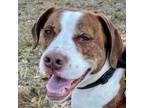 Adopt Rockett a Treeing Walker Coonhound, Mixed Breed