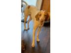 Adopt Clyde a English Pointer