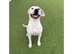 Adopt Skooby a Pointer, Mixed Breed