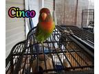 Adopt Cinco a Lovebird