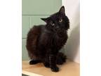 Adopt Sammy a Domestic Long Hair