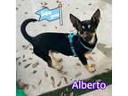 Adopt Alberto Luis a Miniature Pinscher, Manchester Terrier