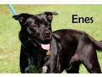 Adopt Enes a Labrador Retriever, Terrier