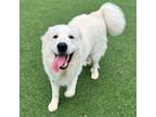 Adopt Biscotti Basil a Great Pyrenees