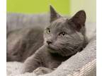 Adopt CRUNCHY PORKCHOP **Adoption Pending** a Russian Blue, Domestic Short Hair