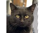 Adopt GARMIN a Domestic Short Hair