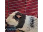 Adopt Rumple (Bonded to Coco) a Guinea Pig