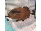 Adopt Coco (Bonded to Rumple) a Guinea Pig