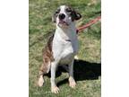 Adopt Indigo a Catahoula Leopard Dog, Great Dane