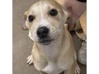 Adopt Parker a Labrador Retriever