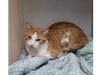 Adopt Richard a Domestic Short Hair