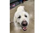 Adopt Tater a Great Pyrenees, Mixed Breed