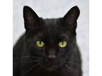 Adopt Dax a Domestic Short Hair