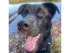 Adopt Eldred a Labrador Retriever, Mixed Breed